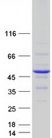 Coomassie blue staining of purified DNAJB2 protein
