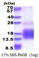 3ug by SDS-PAGE under reducing condition and visualized by coomassie blue stain.