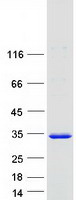 Coomassie blue staining of purified PSMA3 protein