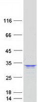 protp25789 psma4 human recombinant protein