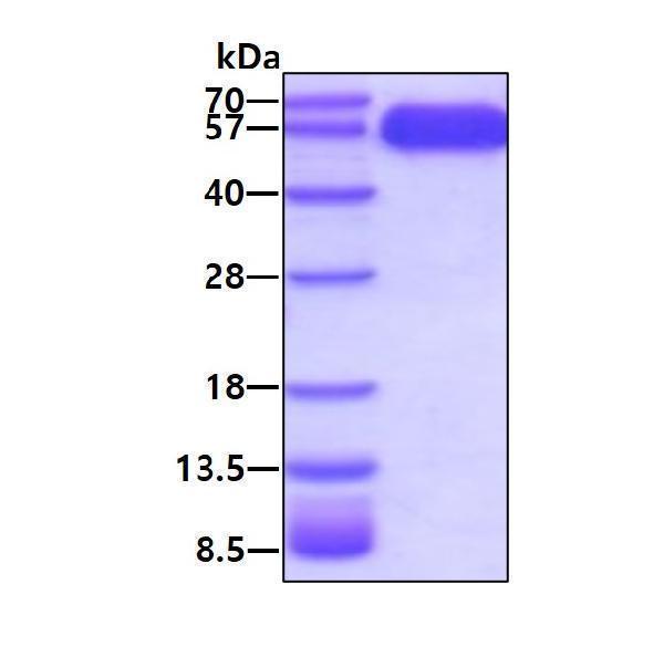 3ug by SDS-PAGE under reducing condition and visualized by coomassie blue stain