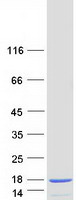Coomassie blue staining of purified S100A4 protein