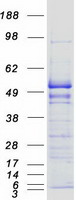 Coomassie blue staining of purified EEF1G protein (Cat# PROTP26641)