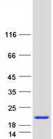 protp26885 fkbp2 human recombinant protein
