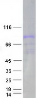 protp26927 mst1 human recombinant protein