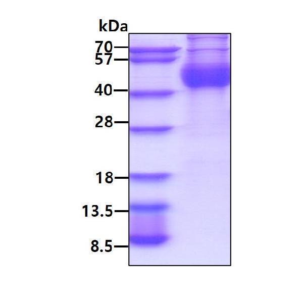 3ug by SDS-PAGE under reducing condition and visualized by coomassie blue stain