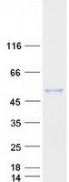 Coomassie blue staining of purified CBLIF protein