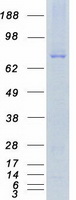 protp27448 mark3 human recombinant protein