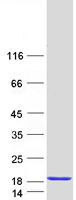 protp27482 calml3 human recombinant protein