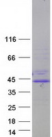 protp27540 hif1 beta arnt human recombinant protein