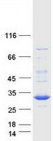 protp27707 dck human recombinant protein