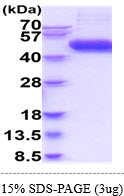 3ug by SDS-PAGE under reducing condition and visualized by coomassie blue stain
