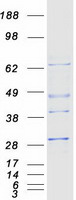 protp28070 psmb4 human recombinant protein