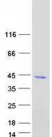 protp28332 adh6 human recombinant protein