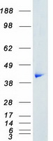 protp28482 erk2 mapk1 human recombinant protein