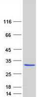 protp28676 grancalcin gca human recombinant protein