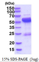 3ug by SDS-PAGE under reducing condition and visualized by coomassie blue stain.