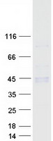 protp29016 cd1b human recombinant protein