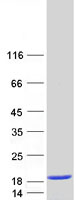 protp29373 crabp2 human recombinant protein