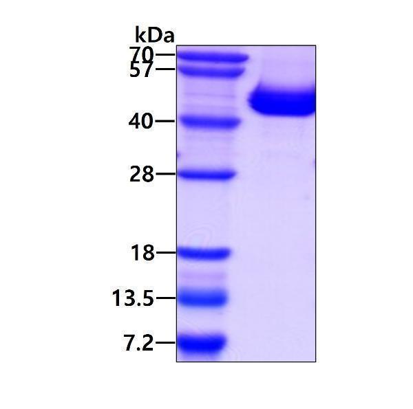 3ug by SDS-PAGE under reducing condition and visualized by coomassie blue stain