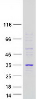 Coomassie blue staining of purified CASP1 protein