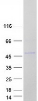 protp29558 rbms1 human recombinant protein