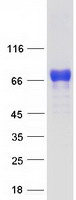 Coomassie blue staining of purified PML protein