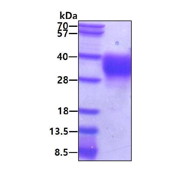 3ug by SDS-PAGE under reducing condition and visualized by coomassie blue stain
