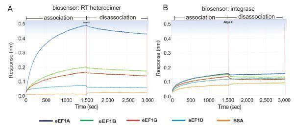 protp29692 eef1d human recombinant protein 1