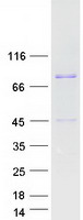 protp29692 eef1d human recombinant protein
