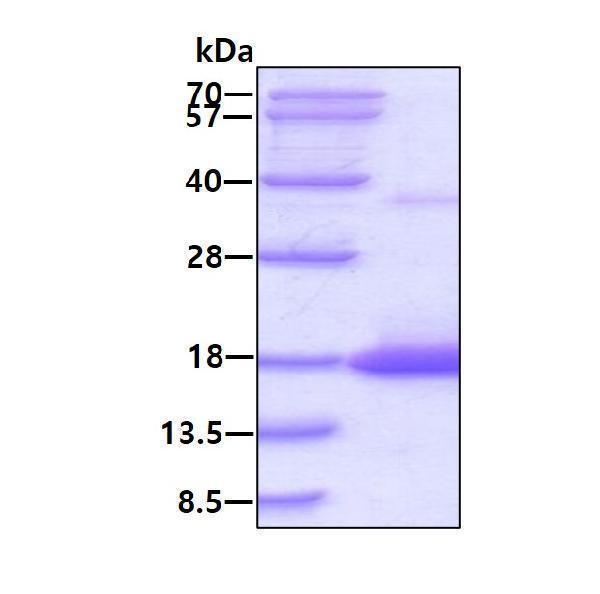 3ug by SDS-PAGE under reducing condition and visualized by coomassie blue stain