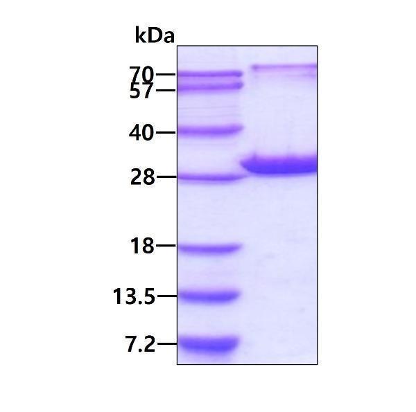 3ug by SDS-PAGE under reducing condition and visualized by coomassie blue stain