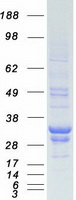 Coomassie blue staining of purified PRDX3 protein