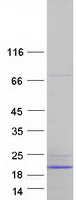 protp30049 atp5f1d human recombinant protein
