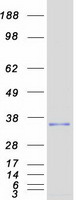 protp30279 cyclin d2 ccnd2 human recombinant protein