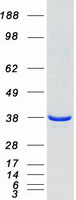 Coomassie blue staining of purified HMOX2 protein