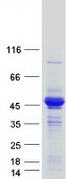protp30533 lrpap1 human recombinant protein