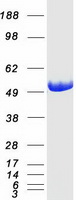 Coomassie blue staining of purified ADSL protein