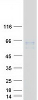 Coomassie blue staining of purified SLC7A1 protein