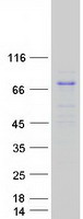 Coomassie blue staining of purified MAPK4 protein