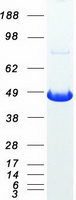 protp31321 prkar1b human recombinant protein