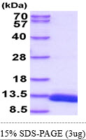 3ug by SDS-PAGE under reducing condition and visualized by coomassie blue stain