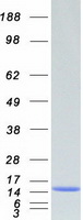 protp31949 s100a11 human recombinant protein