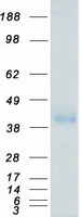 Coomassie blue staining of purified FCGR2B protein