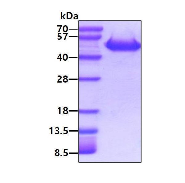3ug by SDS-PAGE under reducing condition and visualized by coomassie blue stain