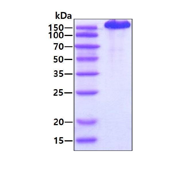 3ug by SDS-PAGE under reducing condition and visualized by coomassie blue stain