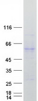 protp32189 glycerol kinase gk human recombinant protein