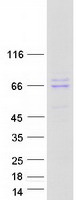 protp32298 grk4 human recombinant protein