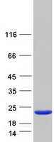 protp32321 dctd human recombinant protein