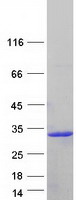 Coomassie blue staining of purified IFNA8 protein